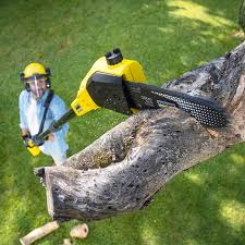 Professional Tree Removal in Roxborough Park, CO